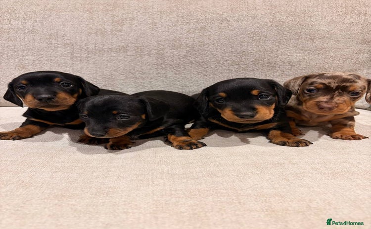 Miniature Dachshund dogs Miniature Dachshund Smooth Puppies - KC Registered - Advert 14