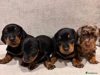 Miniature Dachshund dogs Miniature Dachshund Smooth Puppies - KC Registered - Advert 3