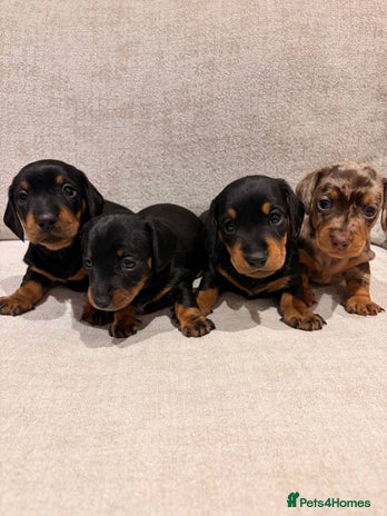 Miniature Dachshund dogs Miniature Dachshund Smooth Puppies - KC Registered - Advert 4