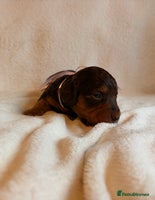 Miniature Dachshund dogs - Advert 9
