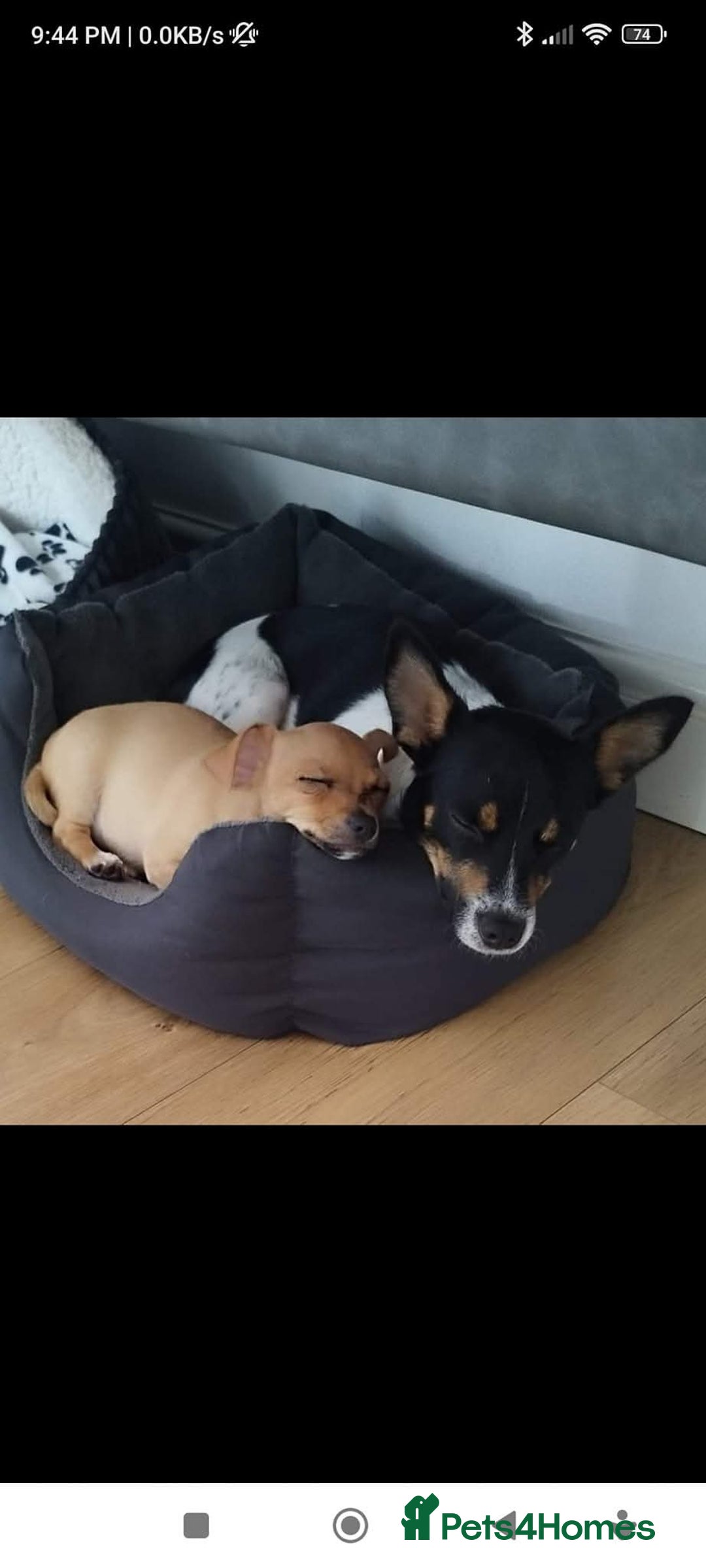 Mixed Breed dogs for sale: Jackawawa Jack Russell Chihuahua Girl 4 month old  - Advert 3