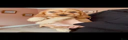 Cocker Spaniel dogs for sale: Top quality Fully health tested show cocker - Advert 3