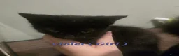 Mixed Breed cats for sale: 4 Gorgeous Kittens ( Price Varies)  - Advert 15