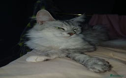 Maine Coon cats for sale: Maine Coon female  - Advert 5
