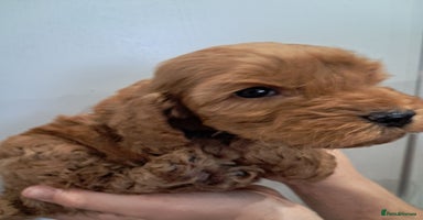 Cockapoo dogs - Advert 14
