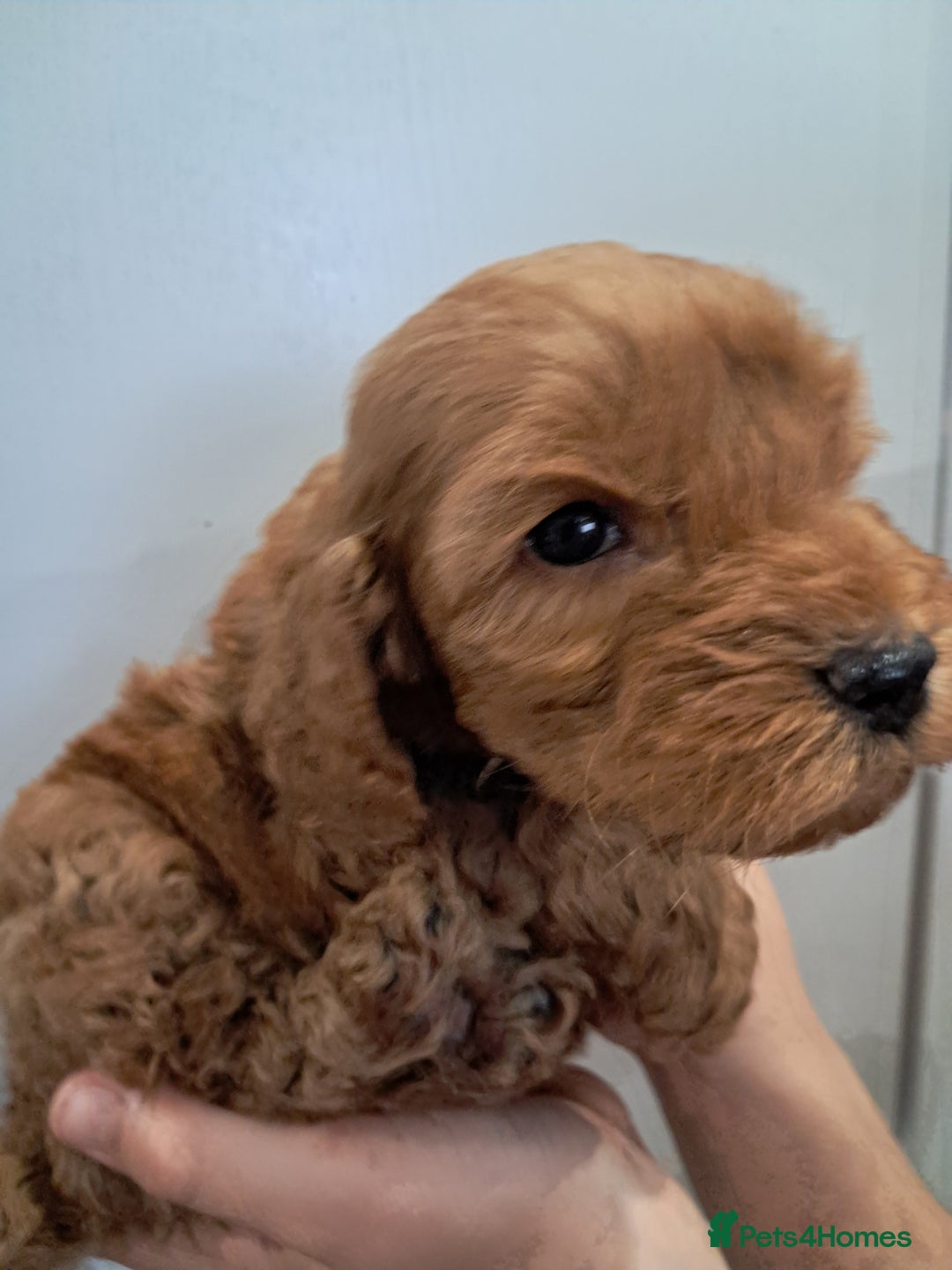 Cockapoo dogs for sale: 5* minature cockapoos - Image 9