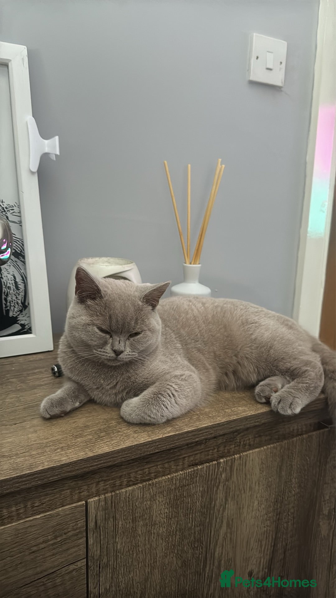 British Shorthair cats British short hair female  - Advert 1