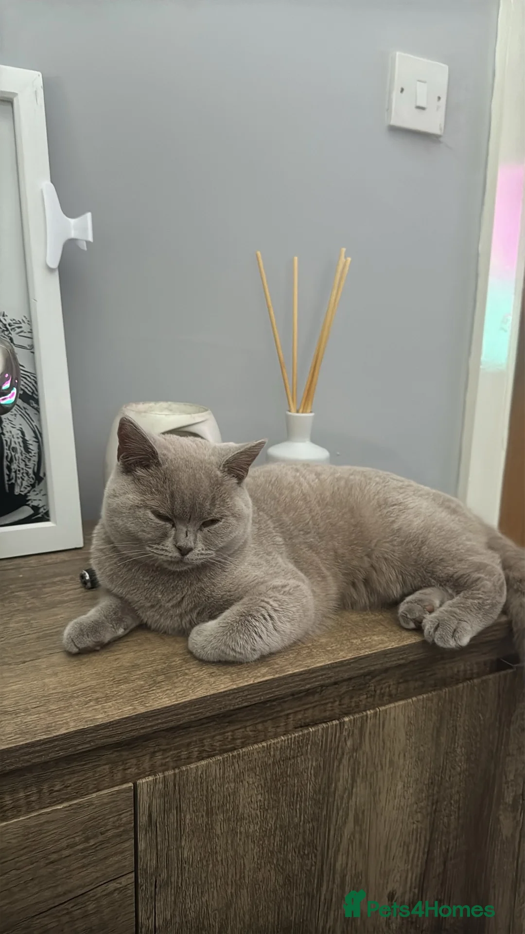 British Shorthair cats for sale: British short hair female  - Advert 1