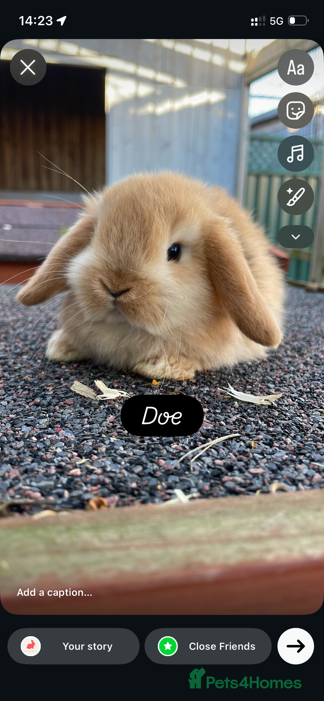 Mini Lop rabbits for sale: Beautiful mini lops looking for their forever home - Advert 3