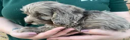 Cockapoo dogs for sale: Gorgeous PRA clear F1 Cockapoo puppies READY NOW - Advert 7