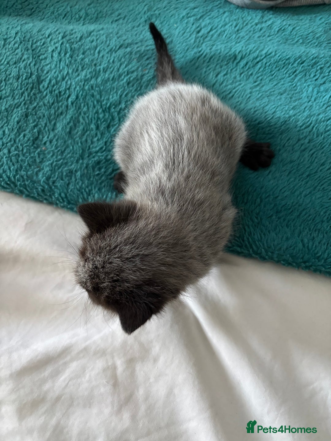 Mixed Breed cats for sale: Beautiful tabby x Ragdoll kittens for sale ! - Advert 11