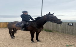 Irish Thoroughbred horses for sale:  SUPER SAFE SCHOOL MASTER  - Image 1
