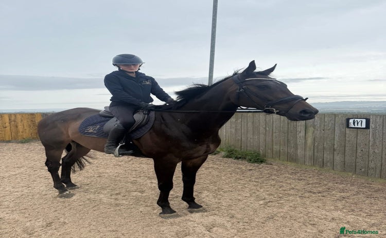 Irish Thoroughbred horses - Advert 1