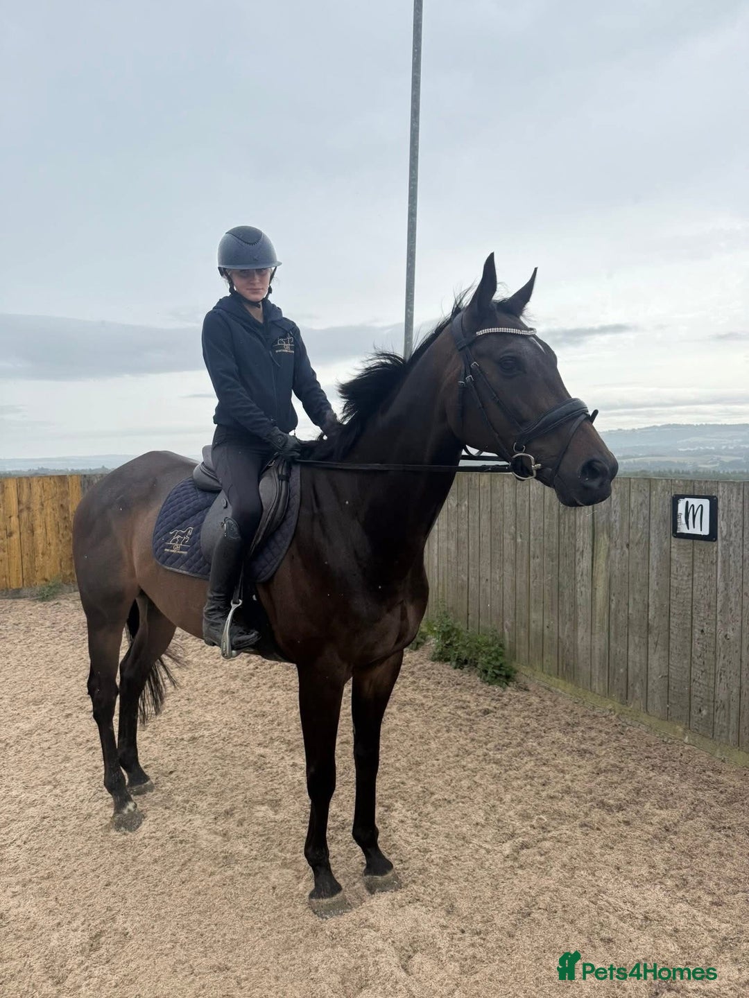Irish Thoroughbred horses for sale:  SUPER SAFE SCHOOL MASTER  - Image 1