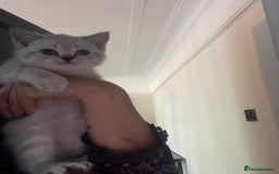 British Shorthair cats for sale: British Shorthair Colourpoint Kittens LAST GIRL - Image 3