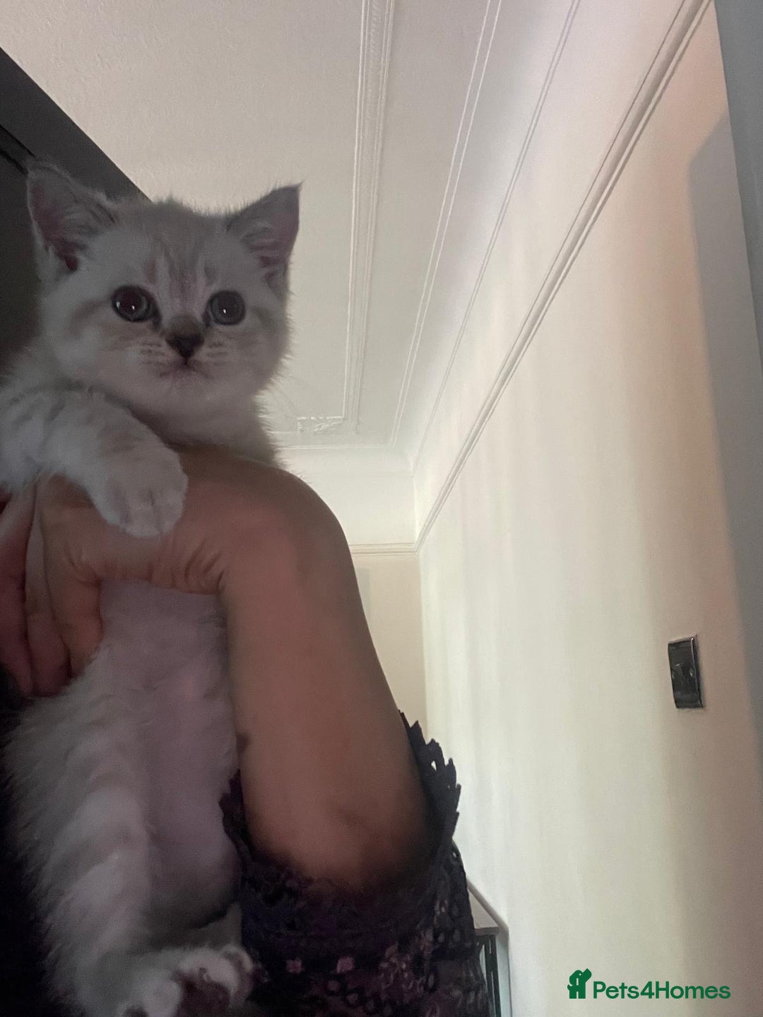 British Shorthair cats for sale: British Shorthair Colourpoint Kittens LAST GIRL - Image 3