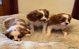 Cavalier King Charles Spaniel dogs for sale: Cavalier kcs health tested parents licensed  - Image 7