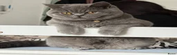 British Shorthair cats for stud: Proven BSH Lilac Stud - Advert 16