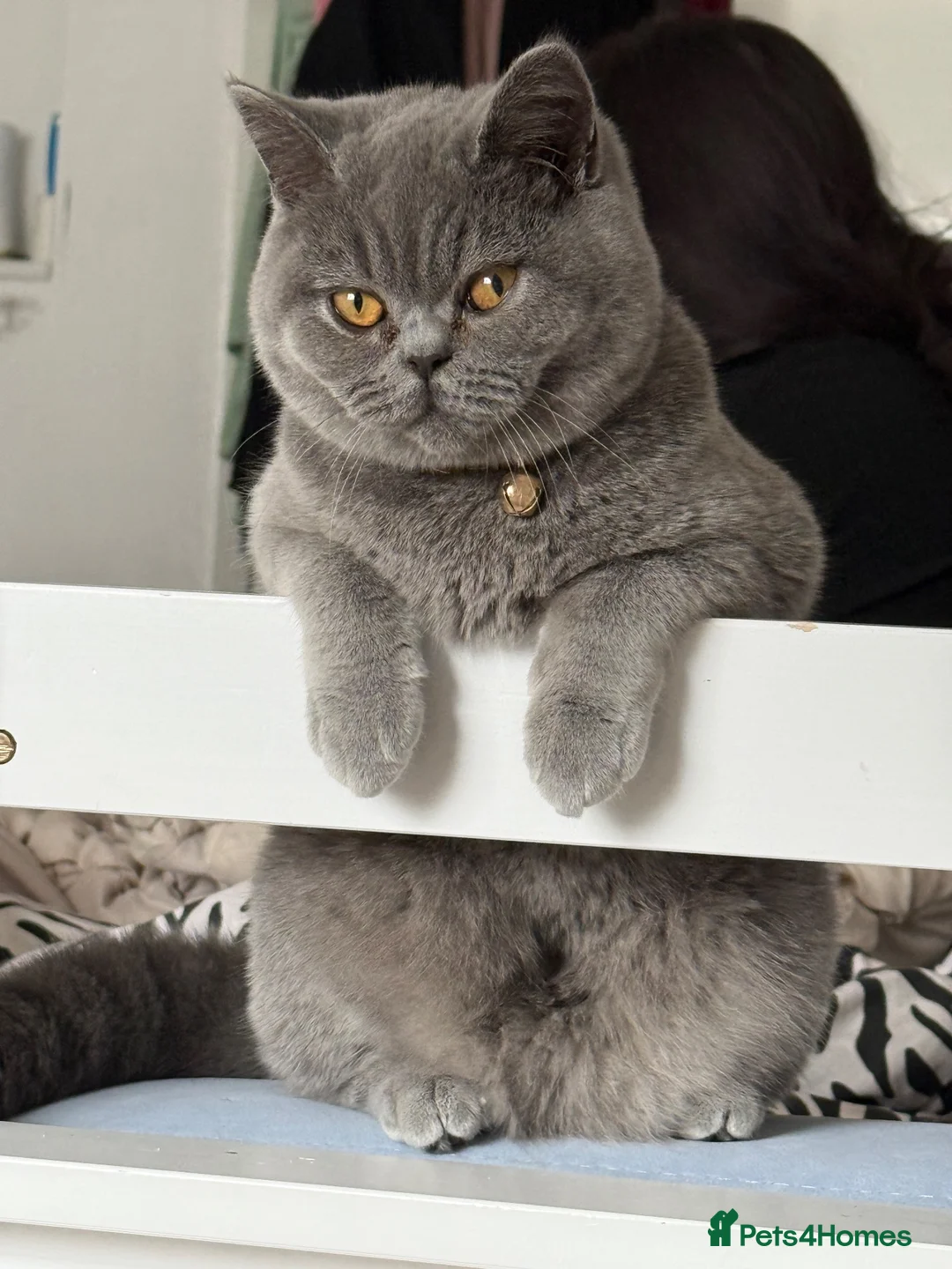British Shorthair cats for stud: Proven BSH Lilac Stud - Advert 16