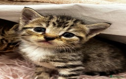 British Shorthair cats for sale: British shorthair mixed with tabby - Image 9