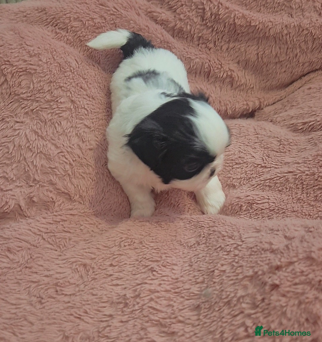 Shih Tzu dogs for sale: Imperial Shihtzu puppies - Image 11