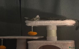 Mixed Breed cats for sale: Mixed Tabby kitten  - Image 5