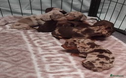 Miniature Dachshund dogs for sale: KC, PRA, STUNNING LITTER MIN,DASH😍 - Image 22