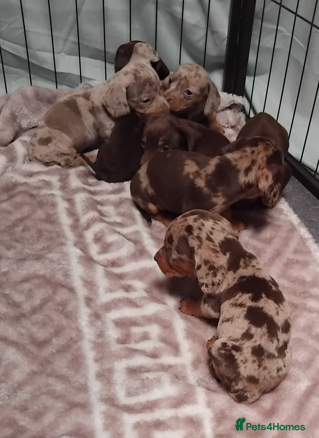 Miniature Dachshund dogs for sale: KC, PRA, STUNNING LITTER MIN,DASH😍 - Image 22