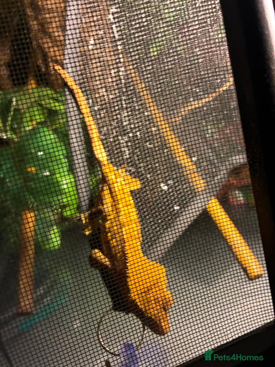 Gecko reptiles for sale: 2yr old Crested Gecko & Viv - Advert 5