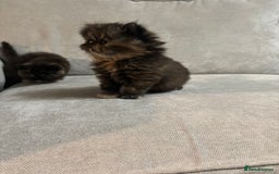 Persian cats for sale: Stunning Persian babies  - Image 13