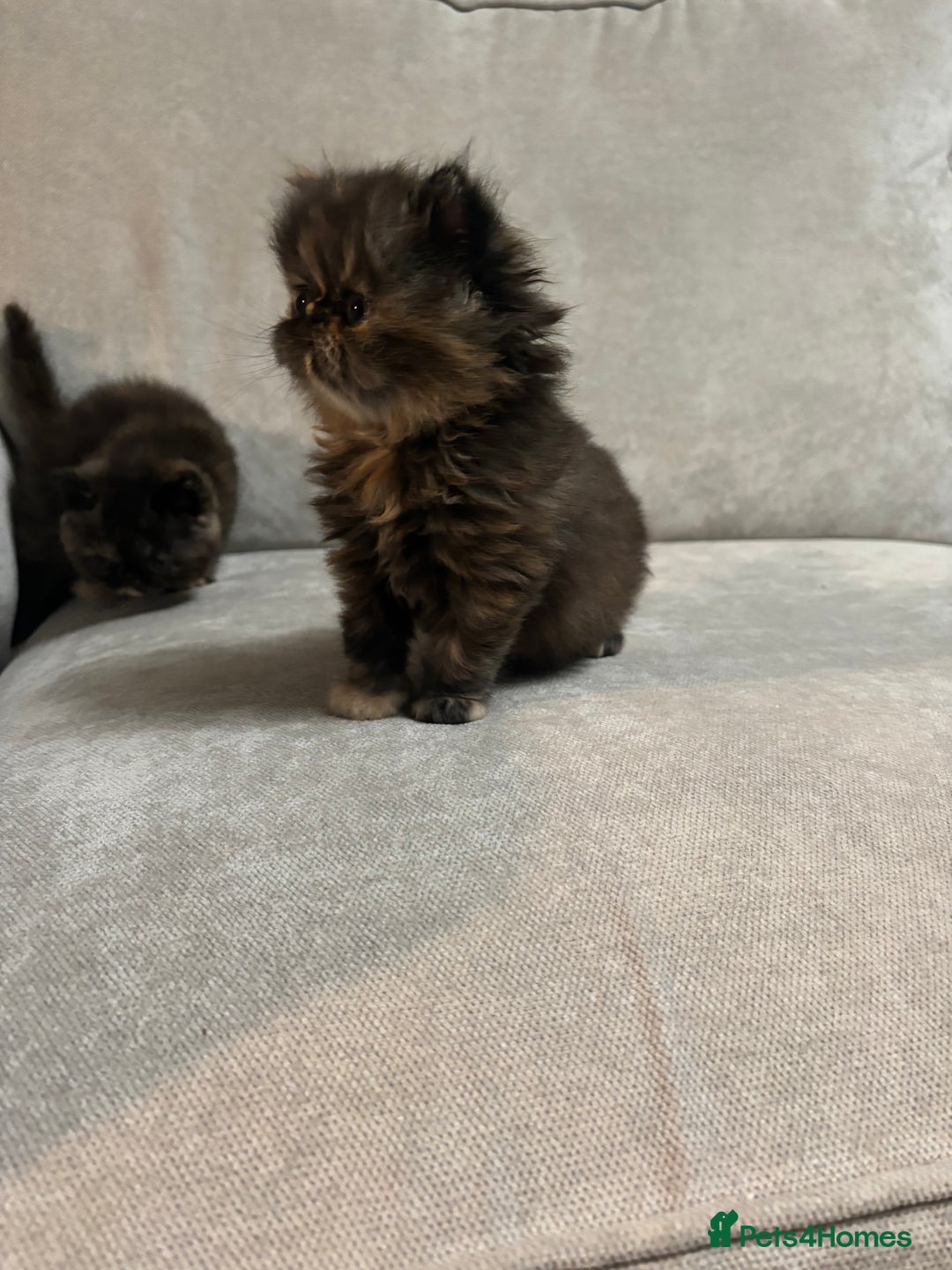 Persian cats for sale: Stunning Persian babies  - Image 13
