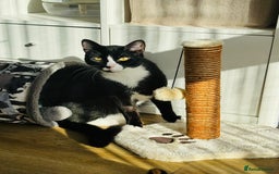 Domestic Shorthair cats for adoption: Bonded Pair  in Romford - Image 5