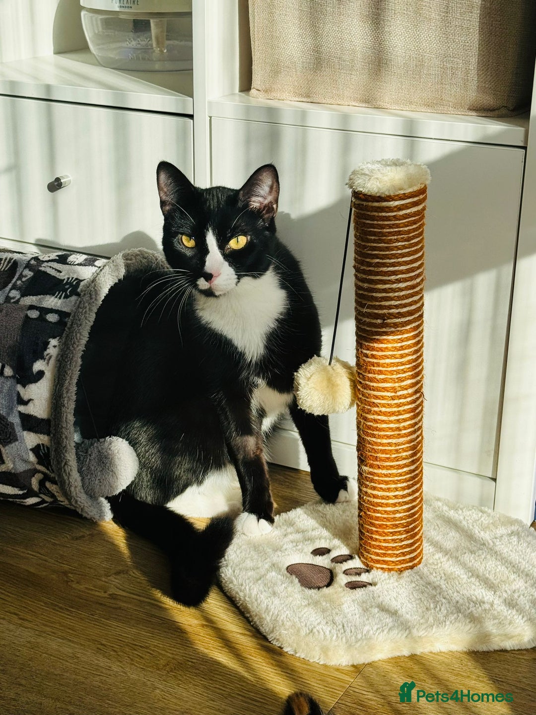 Domestic Shorthair cats for adoption: Bonded Pair  in Romford - Image 5