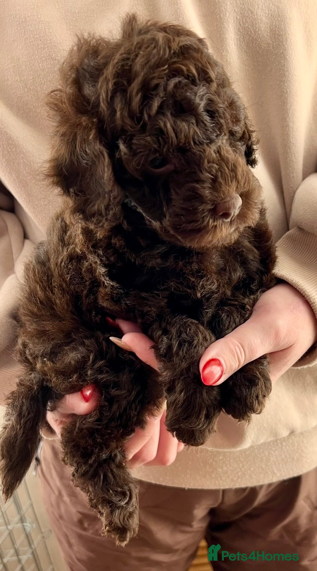 Labradoodle dogs for sale: F1b Labradoodles, Miniature Health tested parents - Advert 14