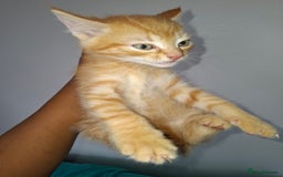 Ragdoll cats for sale: Kittens  - Image 10