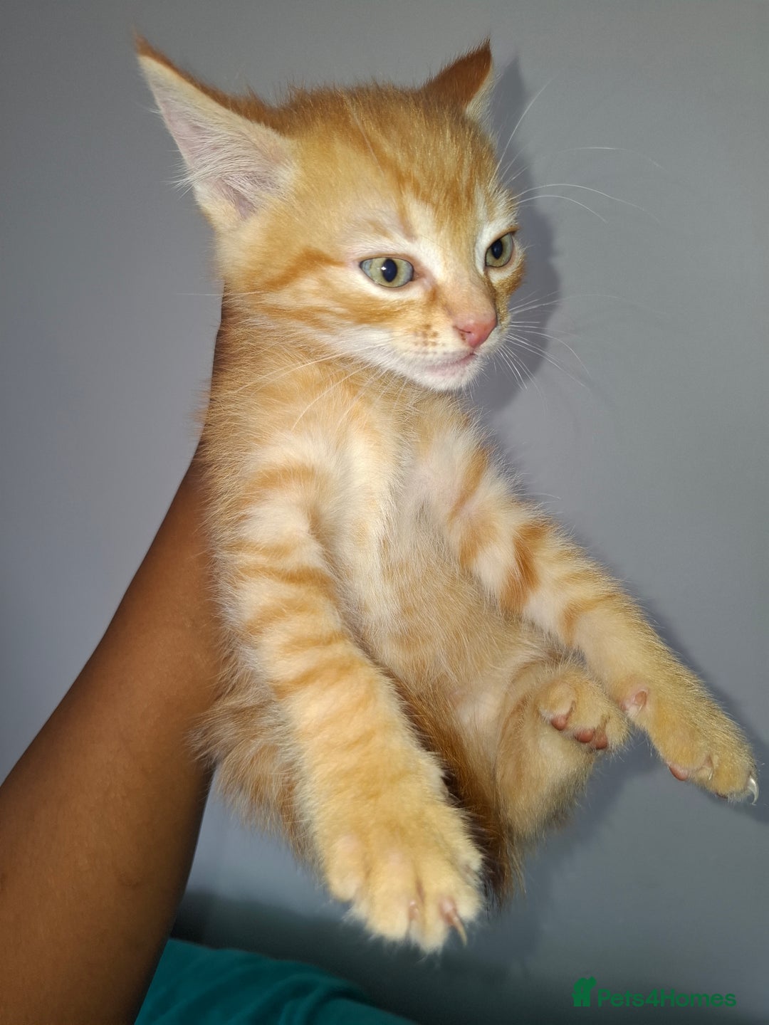 Ragdoll cats for sale: Kittens  - Image 10