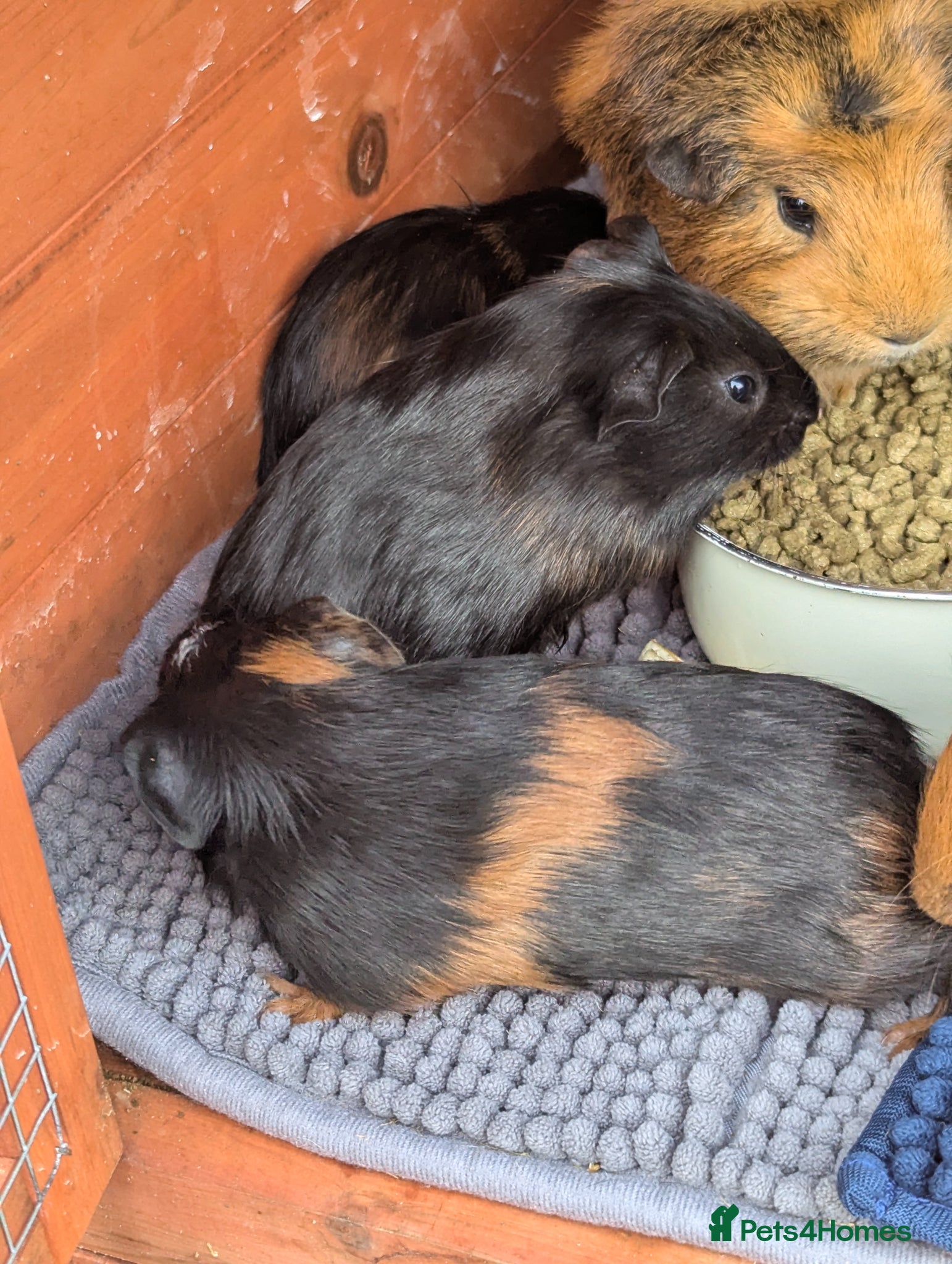 Guinea Pig rodents for sale: Beautiful mixed litter of baby guinea piggies. - Advert 5