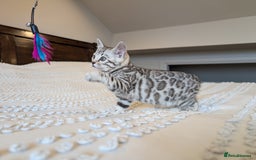 Bengal cats for sale: 🤍🩶🖤 Beautiful Bengal Kittens 🖤🩶🤍 - Image 18