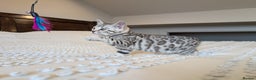 Bengal cats for sale: 🤍🩶🖤 Beautiful Bengal Kittens 🖤🩶🤍 - Advert 18
