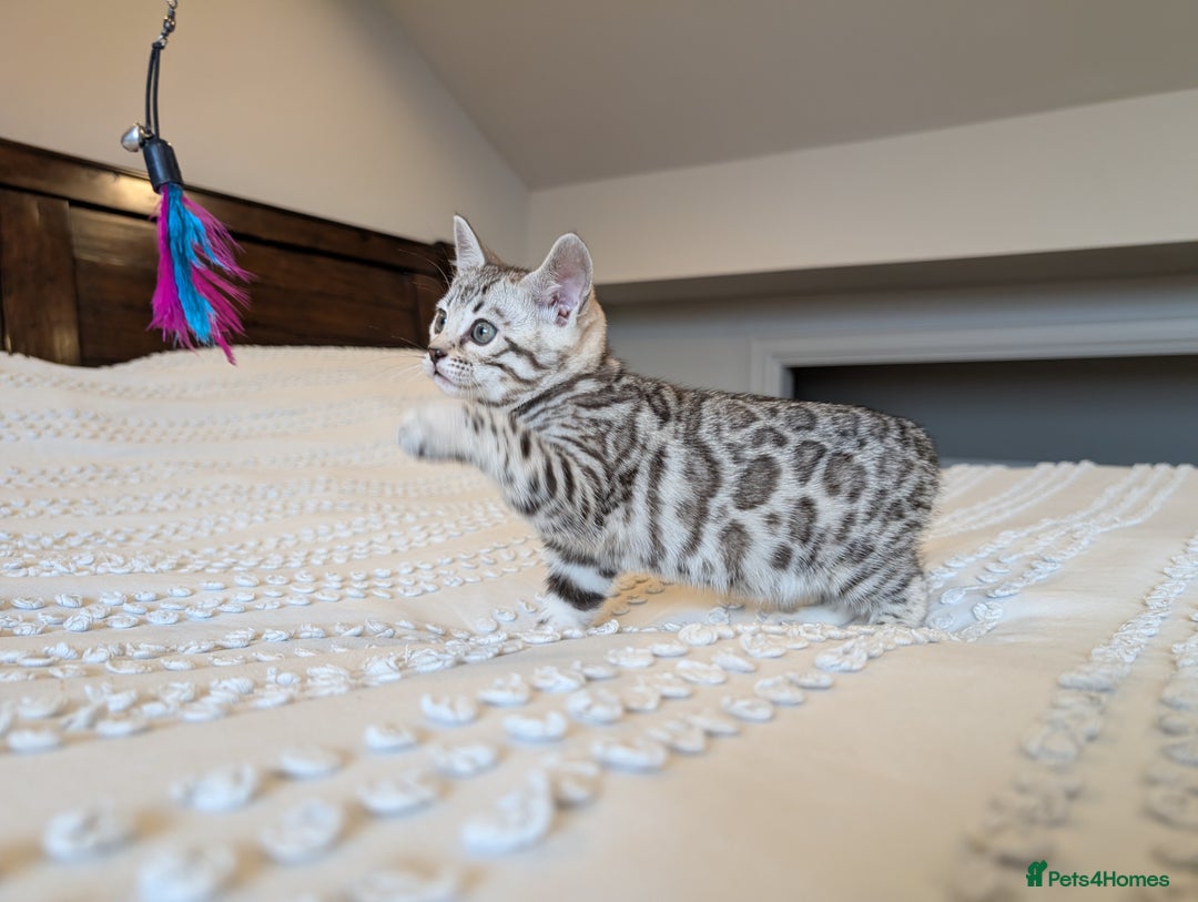 Bengal cats for sale: 🤍🩶🖤 Beautiful Bengal Kittens 🖤🩶🤍 - Image 18