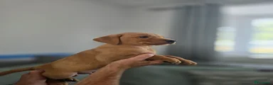 Labrador Retriever 4