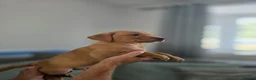 Labrador Retriever dogs for sale: Kc registered Fox red labrador puppies LAST BOYS   - Advert 21