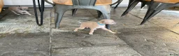 Italian Greyhound dogs for sale: Gorgeous Kc reg Italian greyhound  - Advert 36