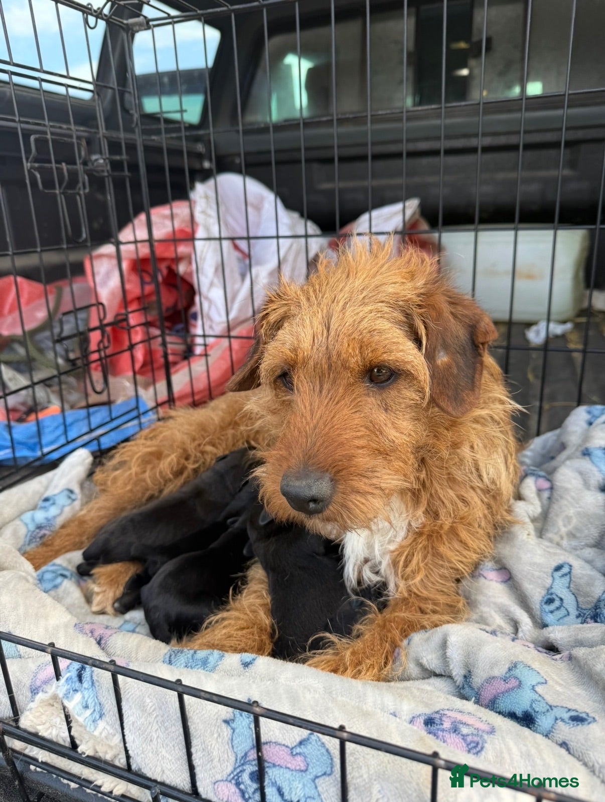 Patterdale Terrier dogs Beautiful Patterdale 1/4 Lakeland puppies  - Advert 1