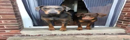 Dobermann dogs for stud: Doberman proven stud  - Advert 15