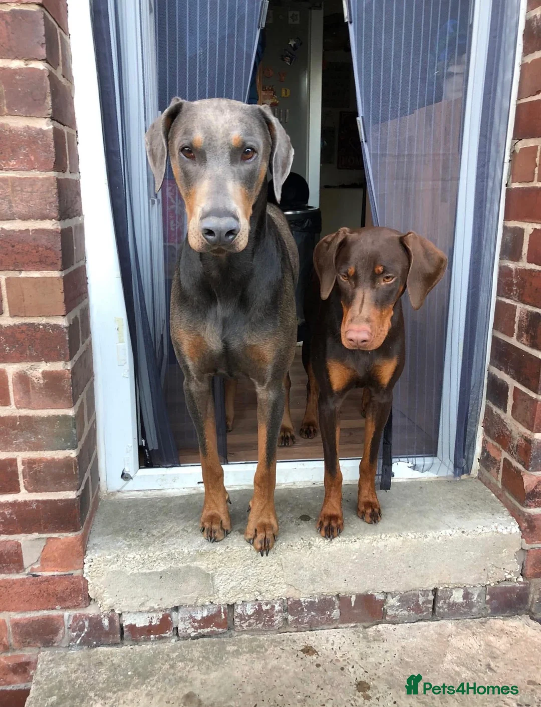 Dobermann dogs for stud: Doberman proven stud  - Advert 15