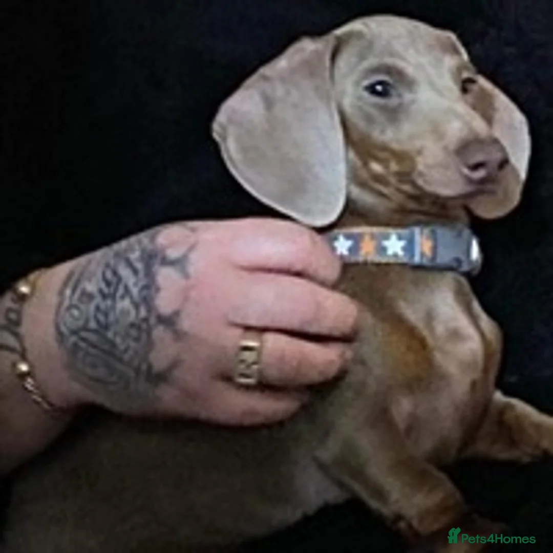 Miniature Dachshund dogs for stud: Isabella PRA/DM/OI clear son of Charlie Chaplin in Clacton-on-Sea - Advert 7