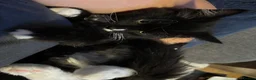 Ragcoon cats for sale: Only 2 beautiful boy Ragcoon's left  - Advert 5
