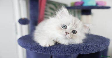 Persian cats - Advert 10