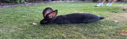 Continental Giant rabbits for sale: 8 Continental Giant Babies - Advert 13